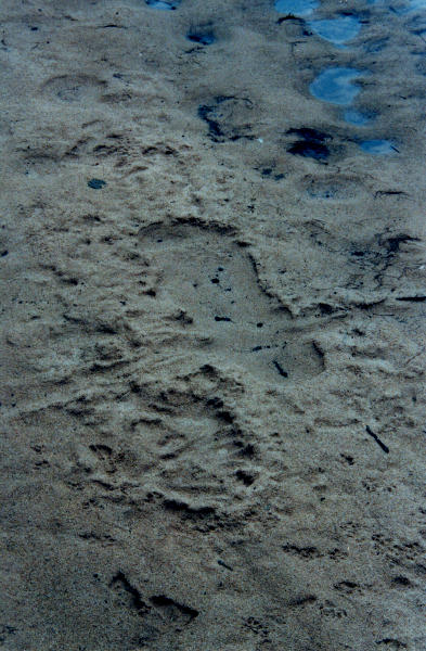 Tuross River Giant Footprint