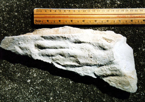 Primate Hand Fossil